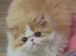 Key - Persian Kitten For Sale - Duluth&comma; GA&comma; US