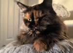 Mona - Maine Coon Cat For Sale - Puyallup&comma; WA&comma; US