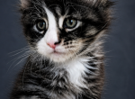 European Black Tabby with White Maine Coon Boy - Maine Coon Kitten For Sale - DC&comma; US