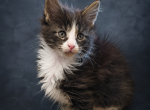 Large European Maine Coon Kittens With Pedigree - Maine Coon Kitten For Sale - DC&comma; US