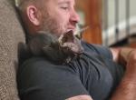 Cole - Sphynx Kitten For Sale - 