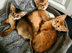 Somali kittens - Somali Kitten For Sale - Saint Petersburg&comma; FL&comma; US