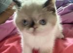 Exotic pointed female - Exotic Kitten For Sale - 