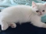 Exotic white male - Exotic Kitten For Sale - 