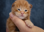 European  Maine Coon Kittens WCF FIFe TICA - Maine Coon Kitten For Sale - DC&comma; US