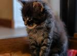 European Maine Coon Kittens with Pedigree - Maine Coon Kitten For Sale - DC&comma; US