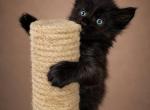 Large European Maine Coon  Kittens Registered Cat - Maine Coon Kitten For Sale - DC&comma; US