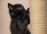 BAMBY - Maine Coon Kitten For Sale - DC&comma; US