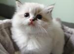 Baby Seal Lynx Mitted Girl - Ragdoll Kitten For Sale - Annapolis Junction&comma; MD&comma; US