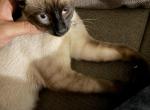Shadow - Siamese Kitten For Sale - Houston&comma; TX&comma; US