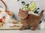 Chocolate British shorthair kittens - British Shorthair Kitten For Sale - Palm Coast&comma; FL&comma; US