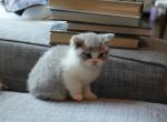 Claud Calico - Munchkin Kitten For Sale - Basking Ridge&comma; NJ&comma; US