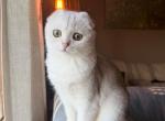 Scottish fold - Scottish Fold Kitten For Sale - Mokena&comma; IL&comma; US