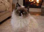 Coastal Starks Cattery - Ragdoll Kitten For Sale - Stapleton&comma; AL&comma; US