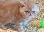 Cheetos - Exotic Kitten For Sale - TN&comma; US