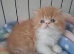 Persians kittens  boys - Persian Kitten For Sale - Woodburn&comma; IN&comma; US