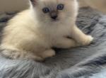 Jasper - Ragdoll Kitten For Sale - Laurel&comma; MD&comma; US