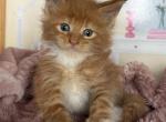 Orange pied tabby Polydactyl - Maine Coon Kitten For Sale - Jacksonville&comma; FL&comma; US