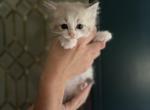 Stella and Kovu litter - Ragdoll Kitten For Sale - Elizabeth&comma; PA&comma; US