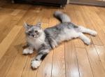 Opal - Maine Coon Kitten For Sale - 