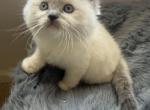 Luna - Ragdoll Kitten For Sale - Laurel&comma; MD&comma; US