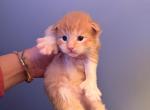 Star seed litter - Maine Coon Kitten For Sale - Burlington&comma; WI&comma; US