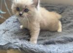 Washington - Ragdoll Kitten For Sale - Laurel&comma; MD&comma; US