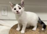 Penny - Domestic Kitten For Sale - Bridgeton&comma; NJ&comma; US