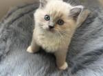 Kira - Ragdoll Kitten For Sale - Laurel&comma; MD&comma; US
