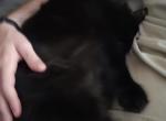 Baba yaga - Domestic Cat For Adoption - Plantation&comma; FL&comma; US