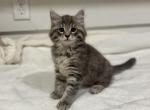 RESERVED Teddy - Domestic Kitten For Sale - Bridgeton&comma; NJ&comma; US