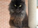 Adoption Pandora retired female polydactyl - Maine Coon Cat For Sale - 