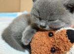 Sally - British Shorthair Kitten For Sale - IL&comma; US