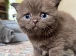 Lucy - British Shorthair Kitten For Sale - IL&comma; US