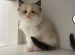Bruno - Ragdoll Kitten For Sale - 