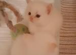 Fancys kittens - Persian Kitten For Sale - Winter Haven&comma; FL&comma; US