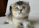 Scottish Fold Kitten Girl with Blue Eyes - Scottish Fold Kitten For Sale - 
