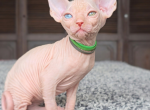 Odd eye boy - Sphynx Kitten For Sale - WA&comma; US