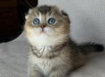 Scottish Fold Kitten Blue Eyes - Scottish Fold Kitten For Sale - 