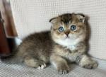 Scottish Fold Boy Kitten Blue Eyes - Scottish Fold Kitten For Sale - 
