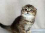 Scottish Fold Girl Kitten - Scottish Fold Kitten For Sale - Tacoma&comma; WA&comma; US