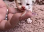 RESERVED Kats ravishing ragdolls blue bicolor - Ragdoll Kitten For Sale - Lancaster&comma; PA&comma; US