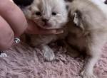 ON HOLD Kats ravishing ragdolls seal point mink - Ragdoll Kitten For Sale - Lancaster&comma; PA&comma; US
