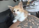 Mufasa - Maine Coon Kitten For Sale - GR&comma; MI&comma; US