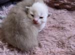 RESERVED female seal mink kats ravishing ragdolls - Ragdoll Kitten For Sale - Lancaster&comma; PA&comma; US