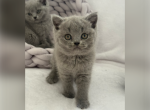 Jazzy Blue Boy - British Shorthair Kitten For Sale - Providence&comma; RI&comma; US