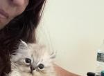 Minka persians - Persian Kitten For Sale - 