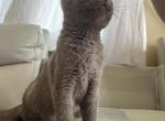 Scottish - British Shorthair Kitten For Sale - White Plains&comma; NY&comma; US
