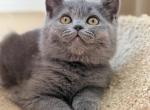 Henry - British Shorthair Kitten For Sale - Huntington&comma; NY&comma; US