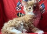 Tigger - Norwegian Forest Kitten For Sale - 